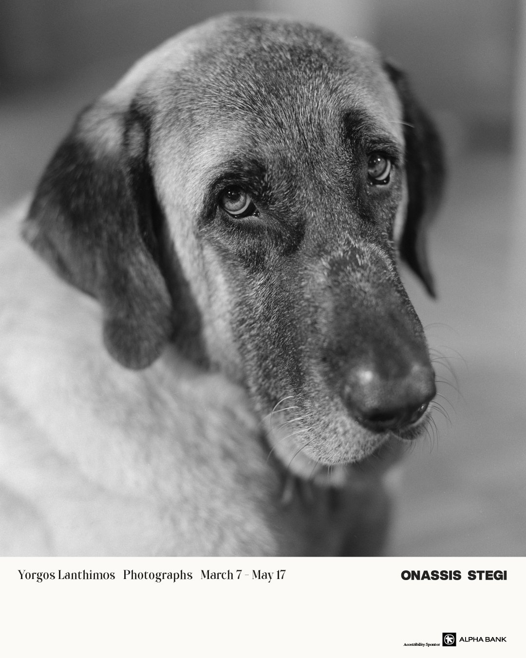 Σε ασπρόμαυρη φωτογραφία το κεφάλι ενός ελληνικού ποιμενικού σκύλου με ανοιχτόχρωμο τρίχωμα που σκουραίνει τις περιοχές κοντά στη μουσούδα και τα αυτιά του. Τα μάτια του βαριά και μελαγχολικά κοιτούν τον φακό με μια αδιόρατη απορία.