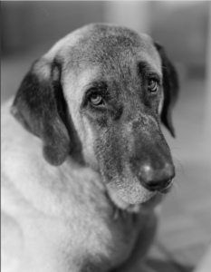 Σε ασπρόμαυρη φωτογραφία το κεφάλι ενός ελληνικού ποιμενικού σκύλου με ανοιχτόχρωμο τρίχωμα που σκουραίνει τις περιοχές κοντά στη μουσούδα και τα αυτιά του. Τα μάτια του βαριά και μελαγχολικά κοιτούν τον φακό με μια αδιόρατη απορία.
